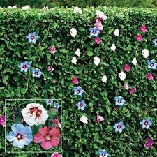 Rose Of Sharon Hedge Google Search Rose Of Sharon Hibiscus Evergreen Hedging Plants