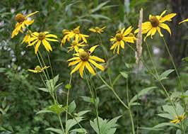 Image result for Rudbeckia laciniata