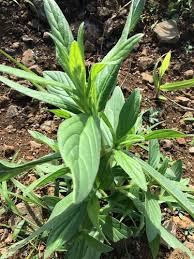 Image result for Trichodesma zeylanicum