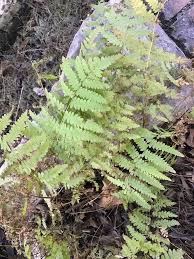 Image result for Thelypteris confluens