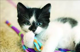 Paws works diligently to find alternative working careers for our dogs that will not be placed as a paws dog. Pets For Adoption At Paws In Lynnwood Wa Petfinder