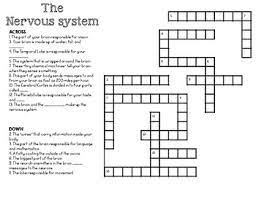 Maybe you would like to learn more about one of these? The Nervous System Crossword By Classroom Collaboration Tpt