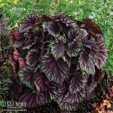 Begonia T Rex Painter S Palette With Leaves Shaped Like An Artists Palette This New Hybrid Is Classy And Understated Pai Plants Foliage Plants Begonia