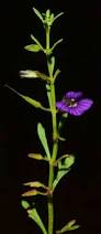 Image result for Bacopa hamiltoniana