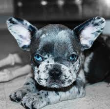 Blue french bulldog buying advice… i know it's all too easy to just fall in love with the first frenchy you encounter that is for sale. Blued Eyed French Bulldogs What Is Different Askfrenchie Com