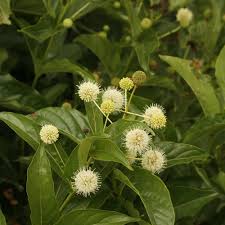 Image result for Scepocarpus hypselodendron