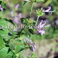 Image result for Hypoestes aristata