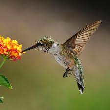 Perennial shade plants for hummingbirds. 19 Best Plants To Attract Hummingbirds To Your Yard