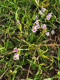 Image result for Craterostigma