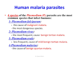 At any one time, an estimated 300 million people are said to be infected with at least one of. Malaria Parasite Name Toxoplasmosis