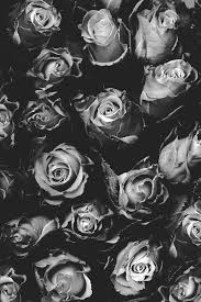 Black And White Rose Background Dublin November 8 1847 Instagram Background Black And White Roses Black And White Photographs