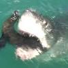 Great white shark vs sea lion. Https Encrypted Tbn0 Gstatic Com Images Q Tbn And9gcrmxvwjw4nqdedmsylvr6ngjol298piudeia7pwszg Usqp Cau