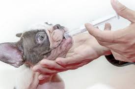There can be severe health implications if your dog becomes infected with worms. How Often Should I Deworm My Dog Pet Price List