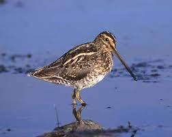 Snipe bird in a field. Snipe Bird Britannica