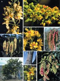 Image result for Gelrebia glandulosopedicellata