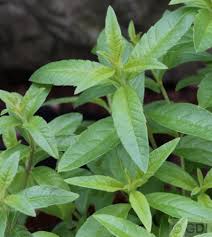 Images of lemon verbena alousia trifolia : Zitronenverbene Teepflanze Kaufland De