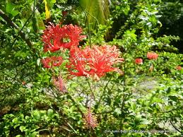 Image result for Hibiscus schizopetalus