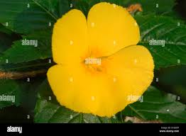 Image result for Turneraceae