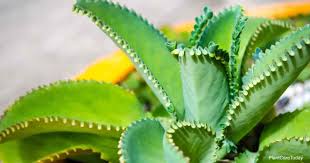 Is The Mother Of Thousands Plant Poisonous Or Toxic