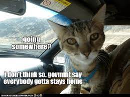 The year i will get my house in order. Kitty Is Taking Stay At Home Order Very Seriously Lolcats Lol Cat Memes Funny Cats Funny Cat Pictures With Words On Them Funny Pictures Lol Cat Memes Lol Cats