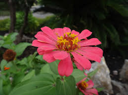 I've found that zinnias rival any other flower for attractive hummingbirds and butterflies. Colorful Blossoms Attract Hummingbirds