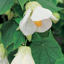 Image result for Abutilon lauraster