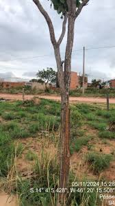 Image result for Terminalia macroptera