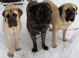 Ask questions and learn about mastiffs at nextdaypets.com. Millridge Mastiffs Mastiffs Milford Pa