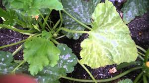 You can remove some leaves to help improve airflow further, but don't remove too many as they need the leaves to photosynthesise. ann marie hendry on tuesday 15 may 2018 Pruning Zucchini Plants Youtube