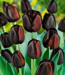Das grösste problem beim tulpen pflanzen stellt sich meist kurz vor dem frühling ein, wenn wir uns nämlich eingestehen müssen, dass wir den termin zum tulpenzwiebeln setzen im vergangenen herbst vergessen haben. Tulpen Pflegetipps Und Informationen Zu Tulpen