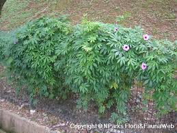 Image result for Ipomoea mauritiana