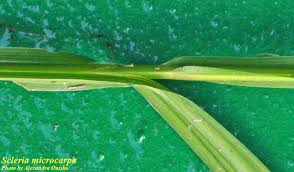 Image result for Scleria foliosa