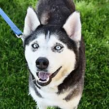 Topsearch.co updates its results daily to help you find what you are looking for. Husky Puppies For Sale In Greenwood Village Colorado Adoptapet Com