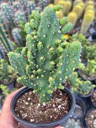 Image result for Opuntia monacantha
