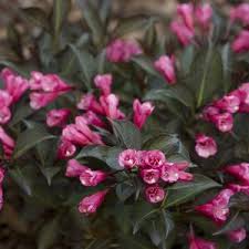 We did not find results for: Online Tree Shrubs And Plant Sales Guaranteed Quality