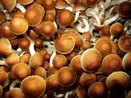 Image result for Psilocybin