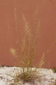 Image result for Pogonarthria