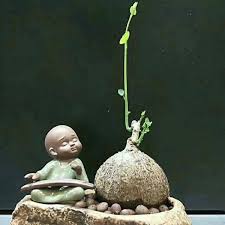 Image result for Stephania cyanantha