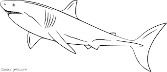 Explore 623989 free printable coloring pages for you can use our amazing online tool to color and edit the following white shark coloring pages. Easy White Shark Coloring Page Coloringall