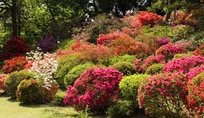 Rhododendren Azaleen Schley Essen
