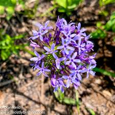 Image result for Pentanisia prunelloides