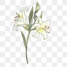 Bunga lili juga memiliki kelopak yang didominasi warna putih. Gambar Lily Putih Yang Dilukis Dengan Tangan Ilustrasi Bunga Lily Lily Yang Halus Lily Clipart Ilustrasi Lily Lily Yang Dilukis Dengan Tangan Png Transparan In 2021 Flower Illustration White Lily