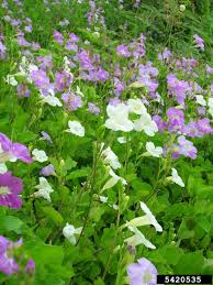 Image result for Asystasia