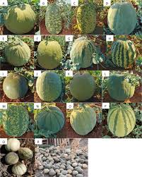 Image result for Lagenaria rufa