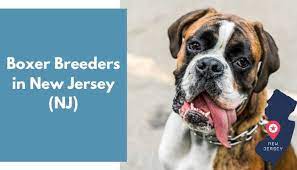 Boxer puppies for adoption in nj. 6 Boxer Breeders In New Jersey Nj Boxer Puppies For Sale Animalfate