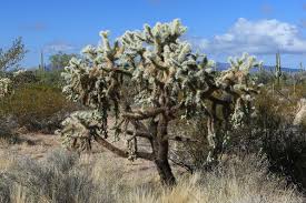 Not that it's that far, but you do have to get off the freeway and head way south in arizona. Organ Pipe Cactus Nm Brennis Reisewelt