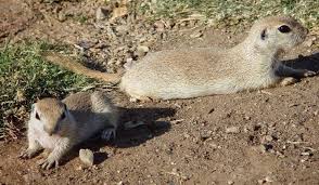 My paramour and i excavate our nest together. Round Tailed Ground Squirrels Saddlebag Notes Tucson Com