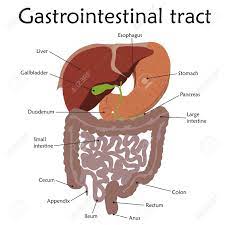 Human Gastrointestinal Tract With A Description Anatomy Vector Royalty Free Cliparts Vectors And Stock Illustration Image 105789413