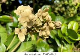 Image result for Hernandiaceae