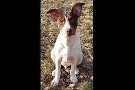 Lovely Acres Rat Terriers Has Rat Terrier Puppies For Sale In Springfield Mo On Akc Puppyfinder Rat Terrier Puppies Rat Terriers Terrier Puppies